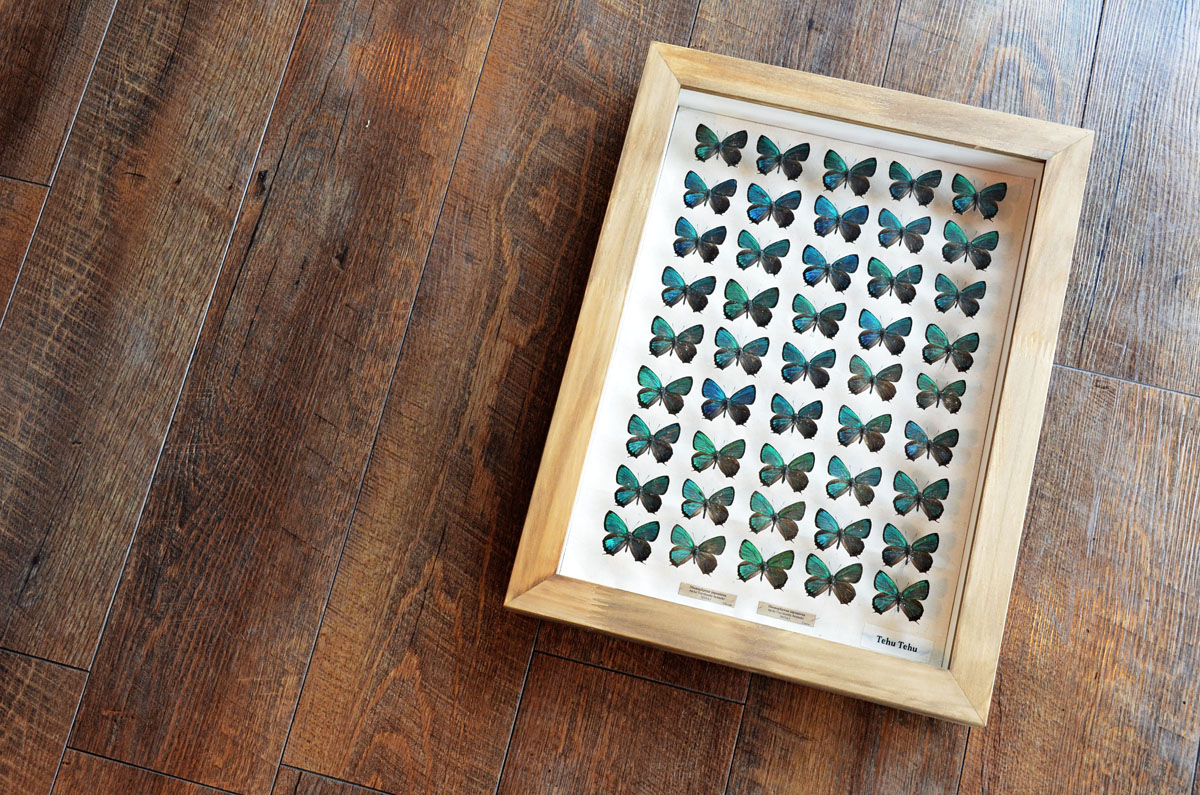 美しい蝶の標本 『Tehu Tehu / テフテフ』 | 名古屋のオーダー家具 