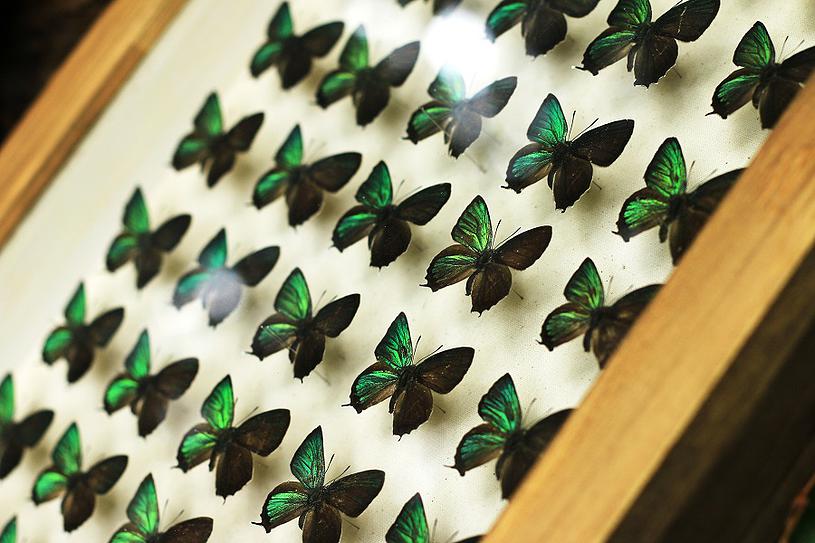 美しい蝶の標本 Tehu Tehu テフテフ オーダー家具とインテリア